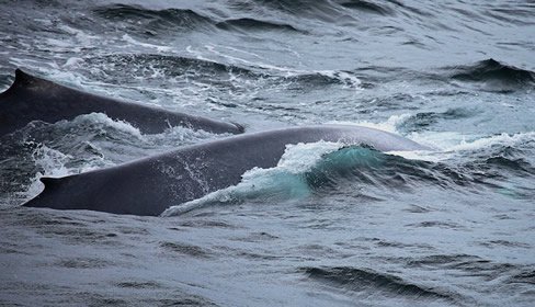 Mother and Calf Blue Whales blue whale, mother, calf, Arctic, Students on Ice,