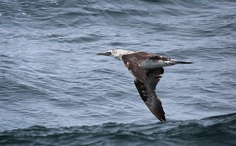 Immature gannet Immature gannet, Arctic, Students on Ice,