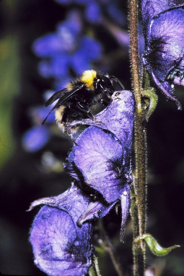 B occidentalis on aconitum (D Inouye)_editLow