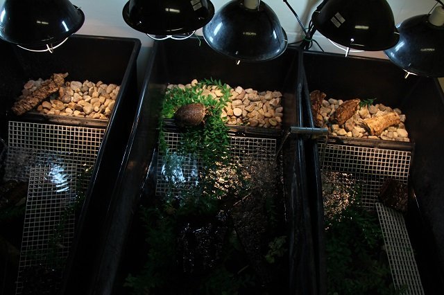 Young Blanding's turtles at the Toronto Zoo
