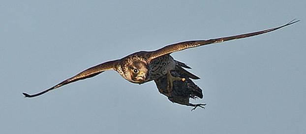 Un faucon pèlerin s'envole avec sa proie après une bonne chasse ©Juan Lacruz