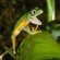 Lemur leaf frog.