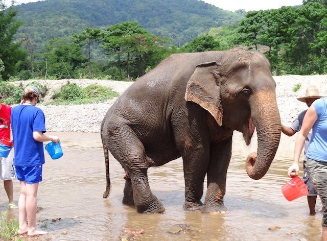 Me do elephant taking a bath