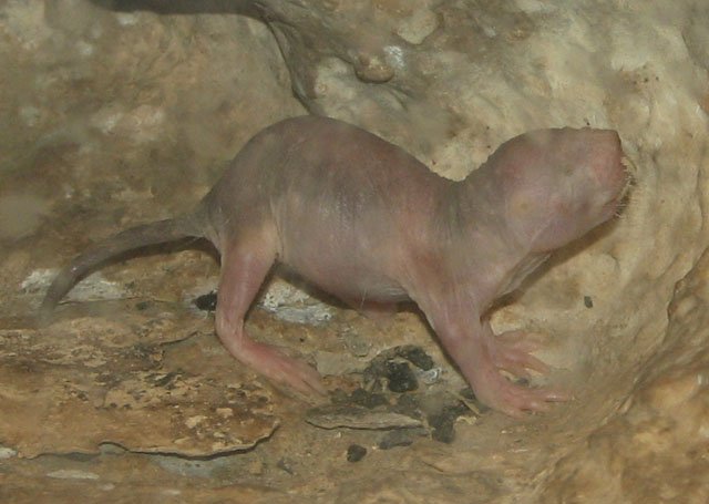 Naked_Mole_rat_baby naked mole rat baby