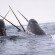 Narwhals_breach_small