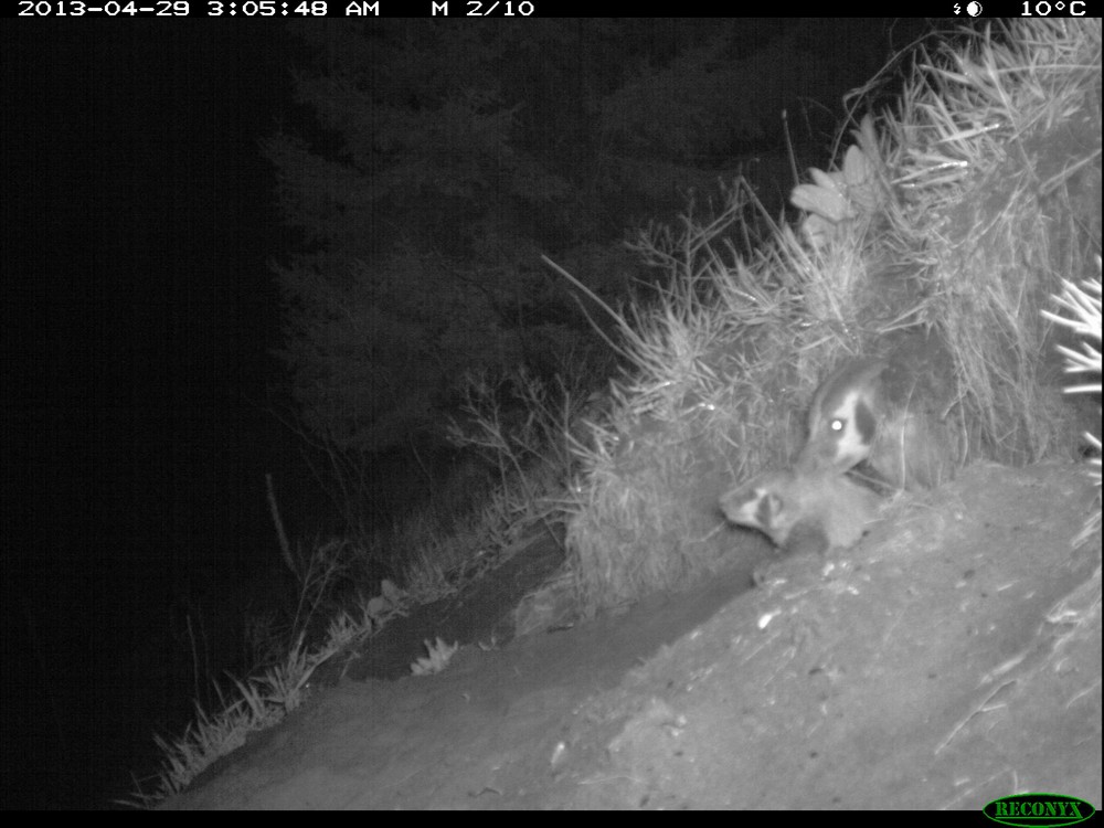 american badger sue and kits
