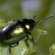 Dock beetle