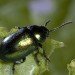 Dock beetle