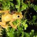 Kihansi spray toad with newborn Kihansi spray toad adult newborn