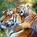 Tiger cub playing tigers cub