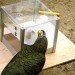 parrot_using_tool_photo_credit_alice_auersperg parrot using tool
