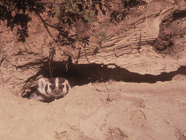 american badger in den american badger den