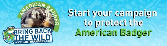 Start a campaign to protect the American badger Start a campaign to protect the American badger