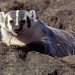 American badger American badger