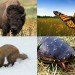 new_bbtw_animals pine marten bison monarch butterfly spotted turtle