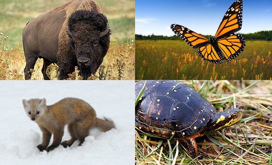 new_bbtw_animals pine marten bison monarch butterfly spotted turtle