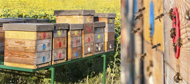 apiary_and_bee_entrance