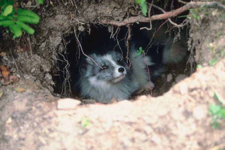 arctic fox in a den