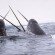 arctic water narwhal