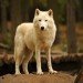 arctic wolf