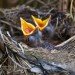 hungry baby birds hungry baby birds