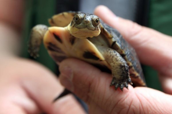 baby Blanding's turtle