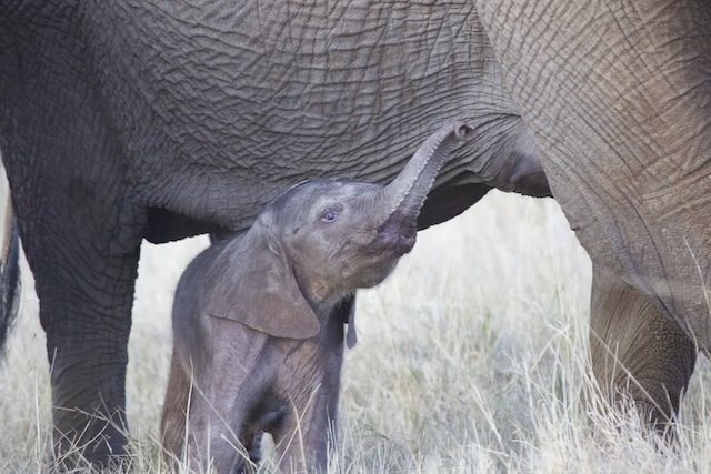 baby elephant baby elephant
