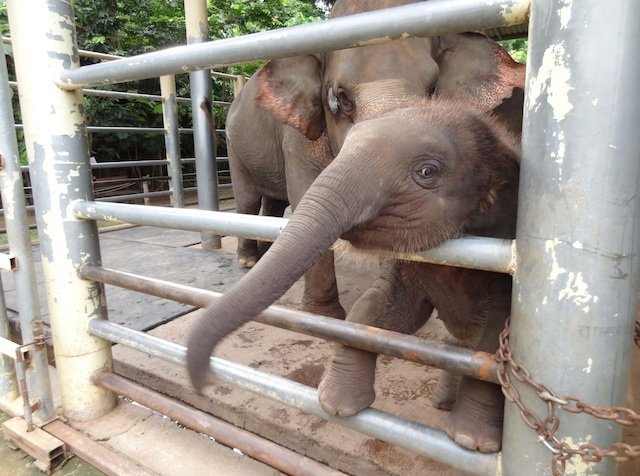 baby elephant navaan baby elephant navaan