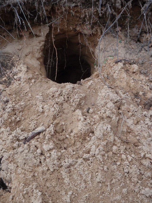 badger den badger den