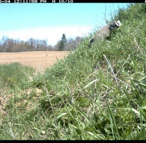 badger tracking motion camera
