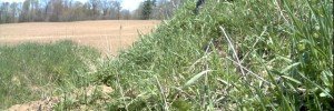badger tracking motion camera