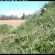 badger tracking motion camera