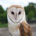 Echo Barn Owl barn owl