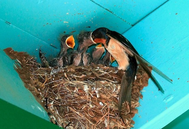 barn swallow nest Flickr credit TexasEagle