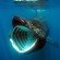 Basking Shark, Cetorhinus maximus