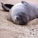 hawaiian monk seal hawaiian monk seal