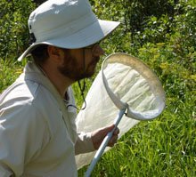 bee researcher cory