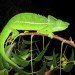 chameleon Belalanda