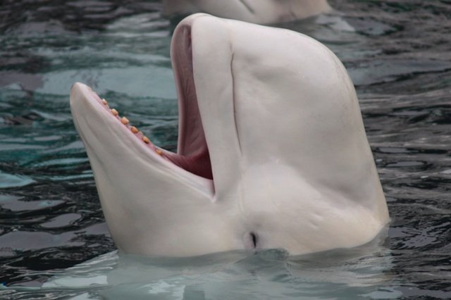 beluga whale smile