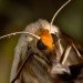 moth eyes