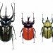 biodiversity_beetles biodiversity_beetles