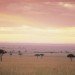biomes_grassland biomes_grassland