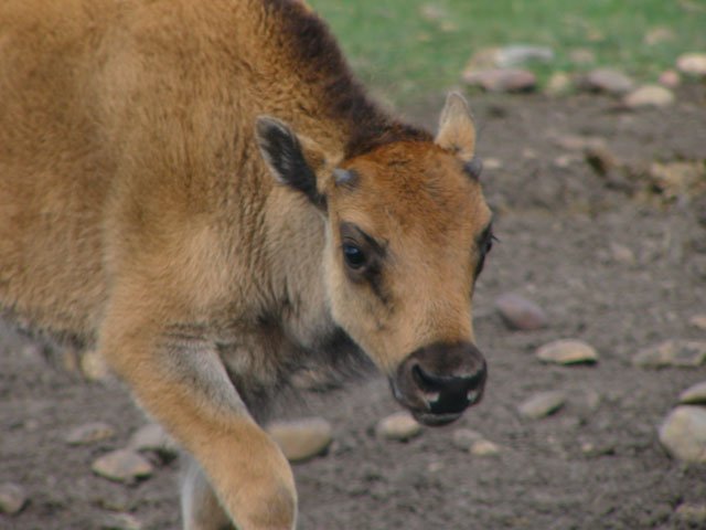bison_calf_jennifer_karst plains bison, calf, Bison bison bison