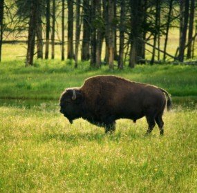 bison_field bison_field