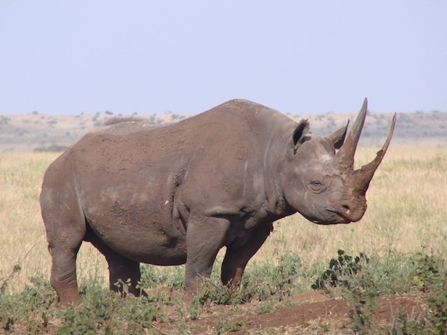 Black Rhino black rhino, kenya, wildlife, Lewa, rhino