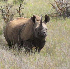 Black Rhino, Edwin Kisio