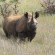 Black Rhino, Edwin Kisio