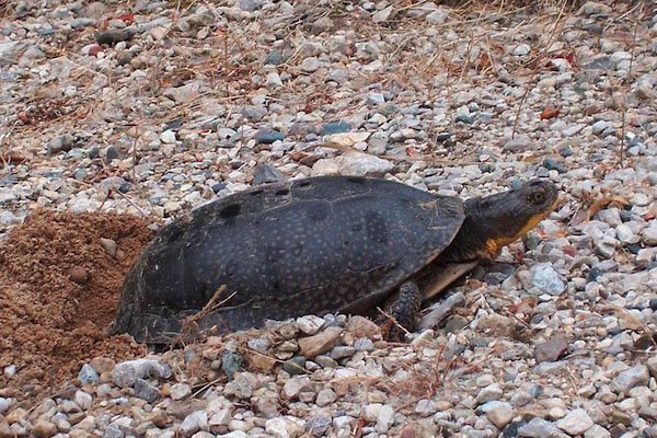 blandings turtle laying eggs blandings turtle laying eggs