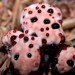 bleeding tooth fungus