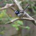 fairy wren fairy wren